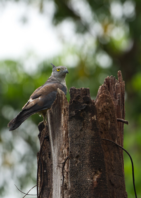 Pacific Baza