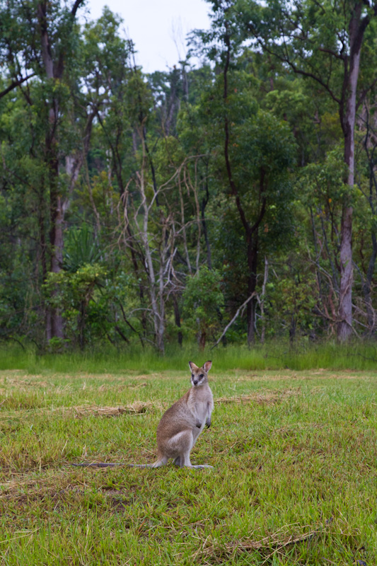 Agile Wallaby