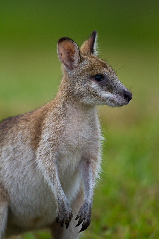 Agile Wallaby