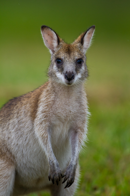 Agile Wallaby