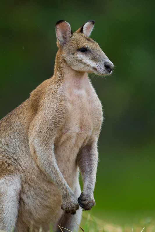 Agile Wallaby