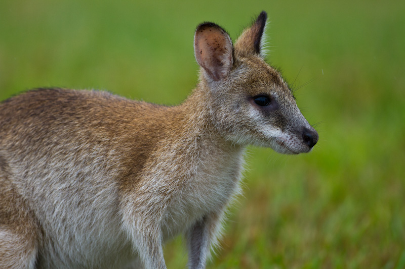 Agile Wallaby