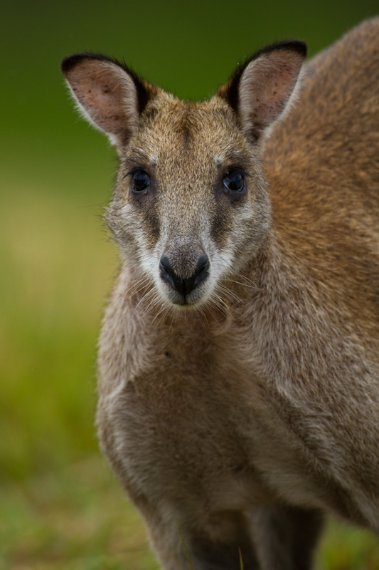 Agile Wallaby