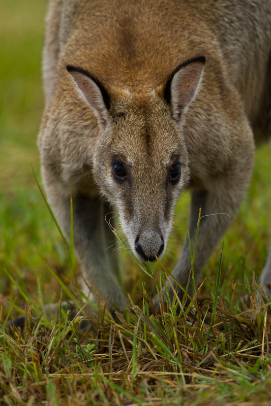 Agile Wallaby