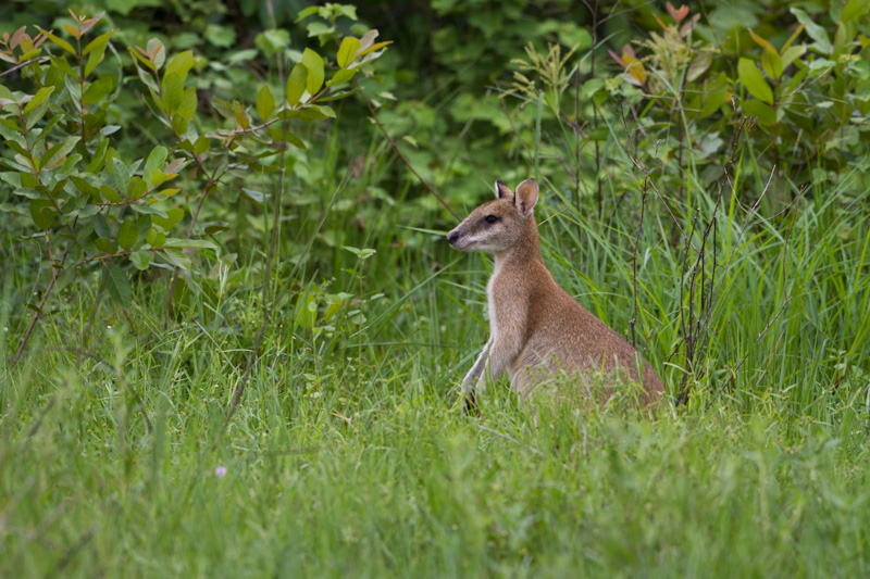 Agile Wallaby