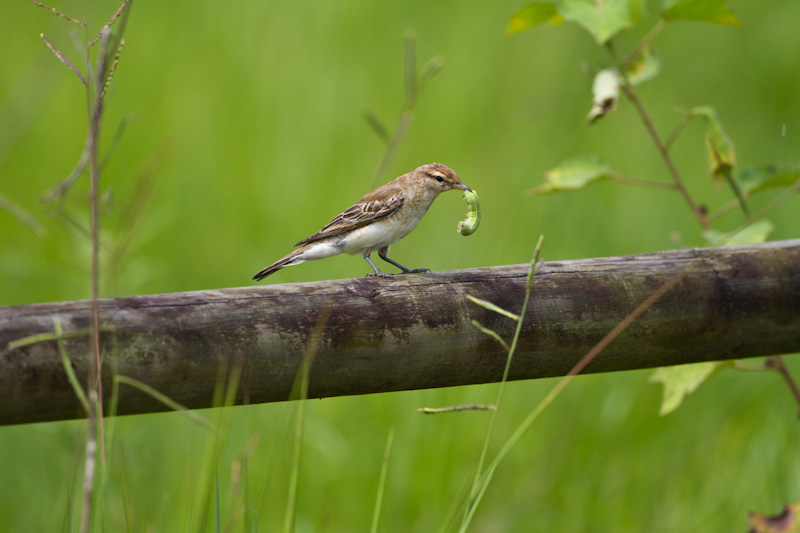 Varied Triller Eating Catapillar