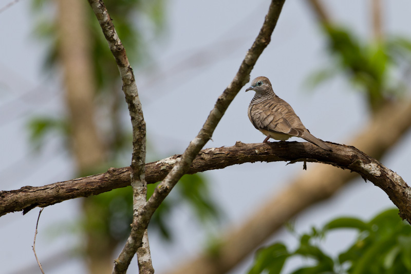 Peaceful Dove