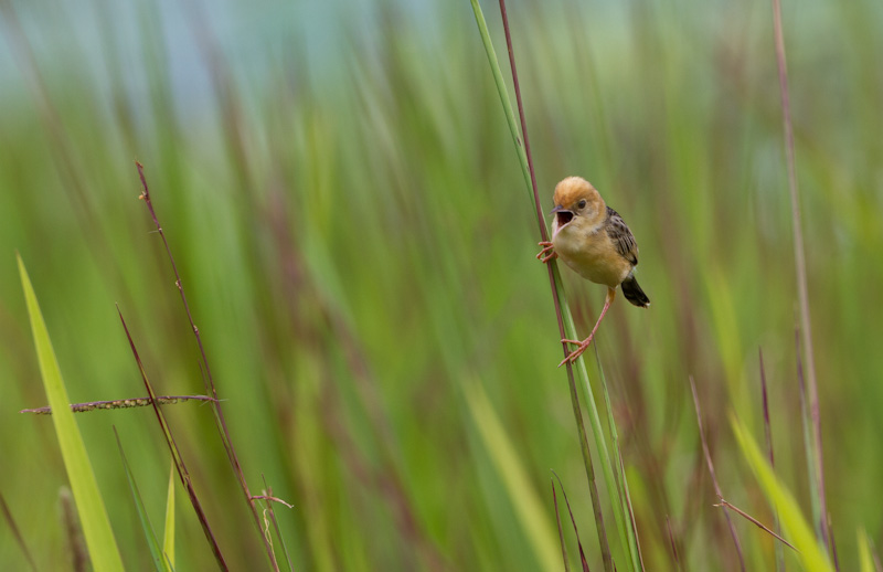 Golden-Headed Cisticola