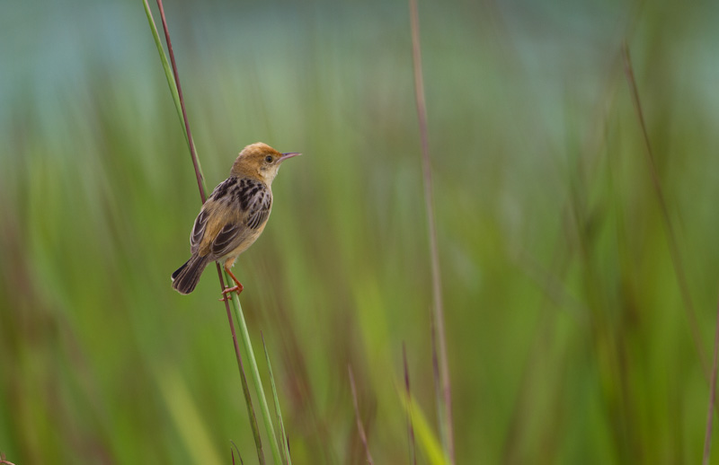 Golden-Headed Cisticola