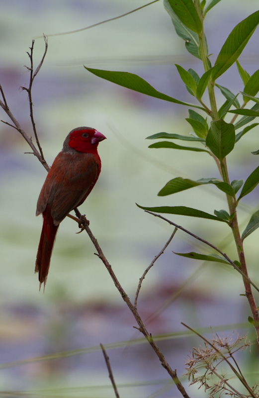 Crimson Finch