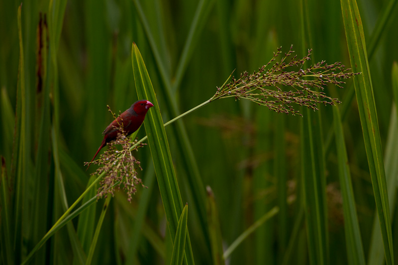 Crimson Finch