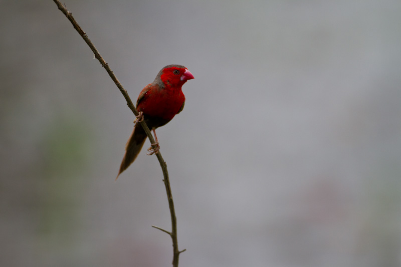 Crimson Finch