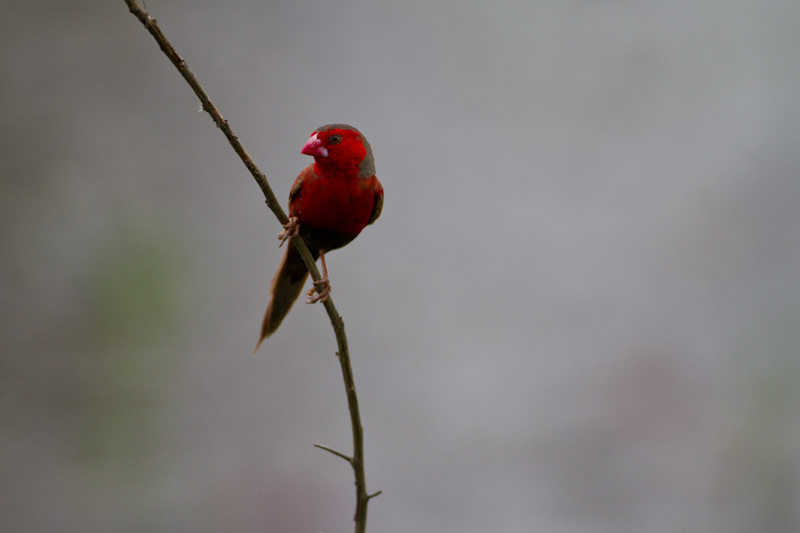 Crimson Finch