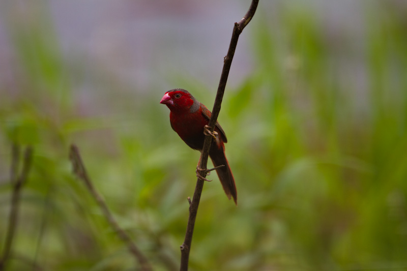 Crimson Finch