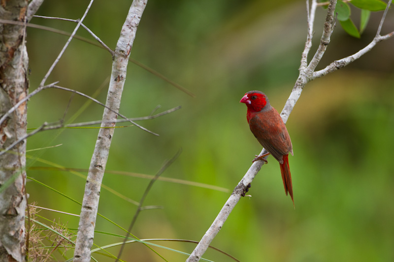 Crimson Finch