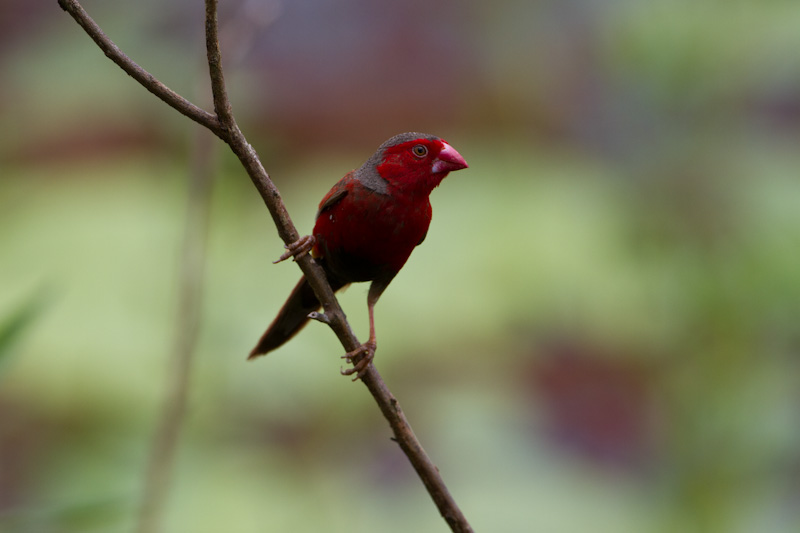 Crimson Finch