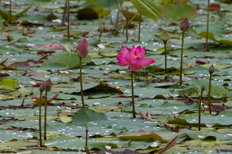 Water Lily