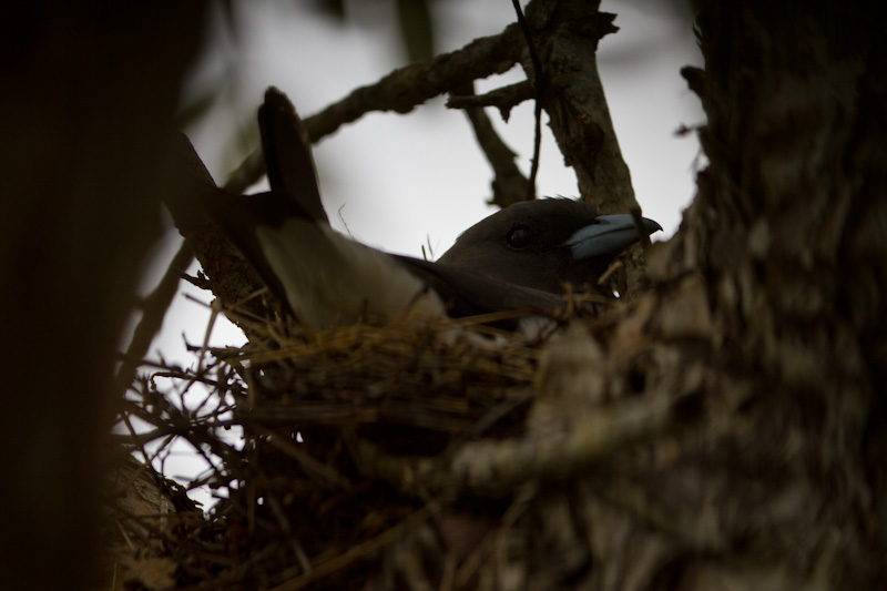 White-Breasted Woodswallow