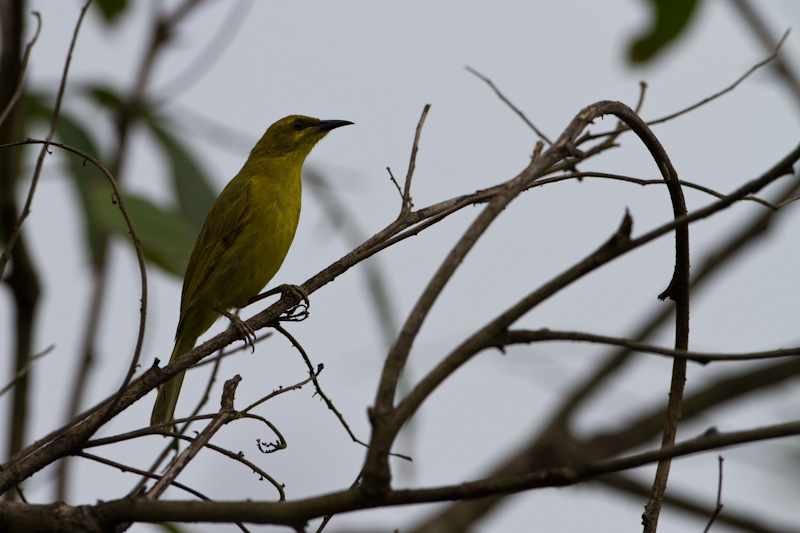 Yellow Honeyeater