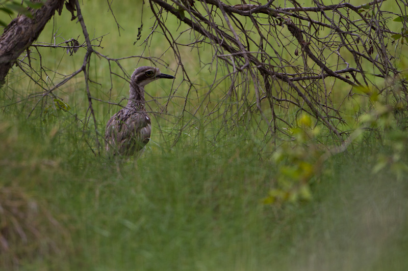 Bush Thick-Knee