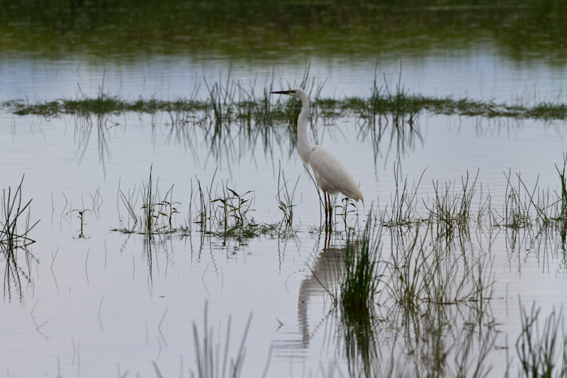 Great Egret Reflected In Pond