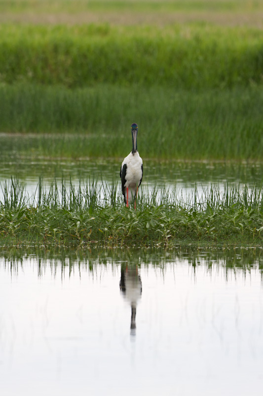 Black-Necked Stork Reflected In Pond