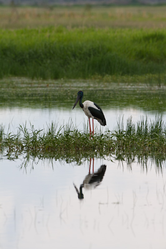 Black-Necked Stork Reflected In Pond