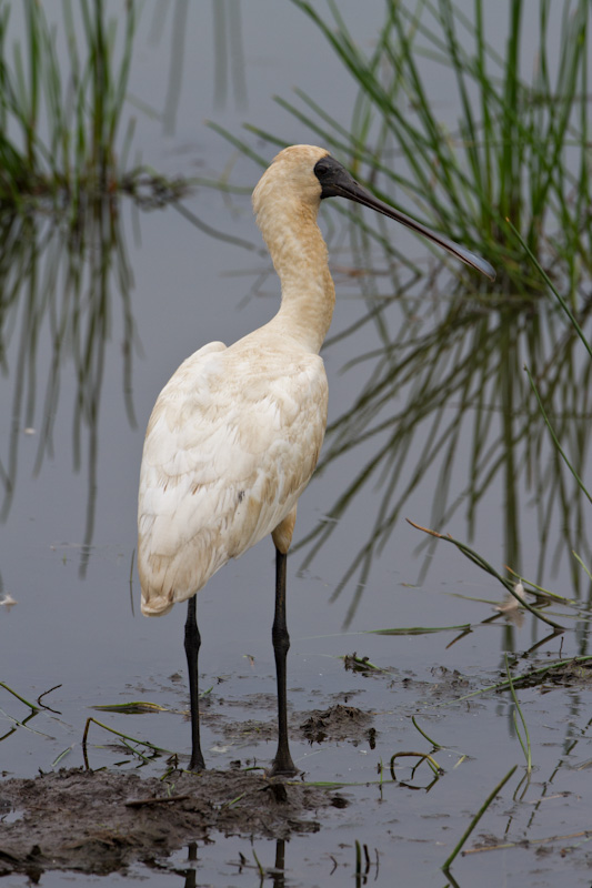 Royal Spoonbill