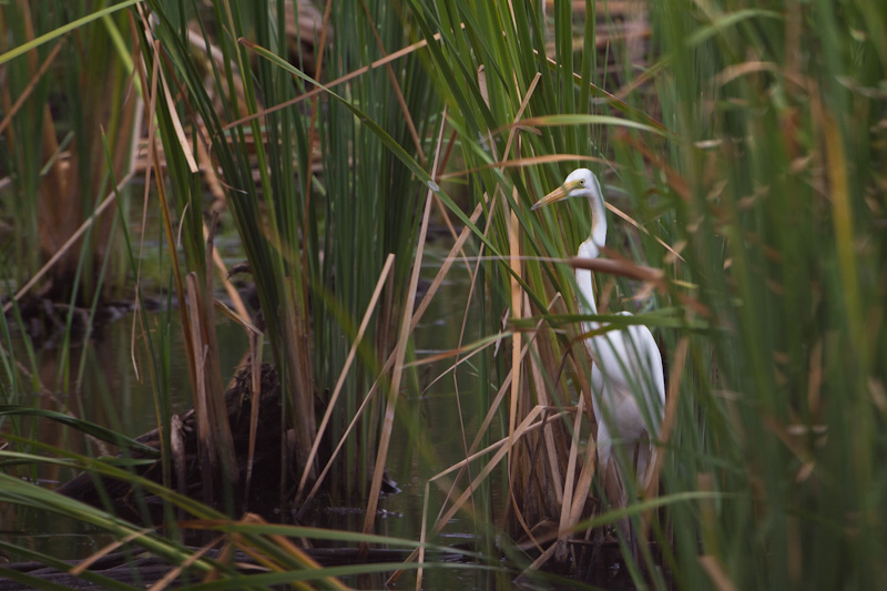 Intermediate Egret