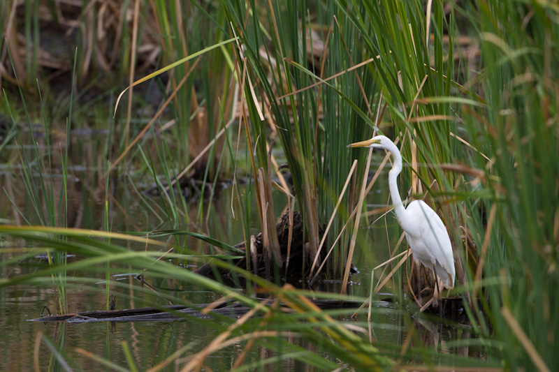 Intermediate Egret