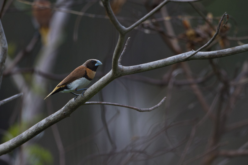 Chestnut-Breasted Munia