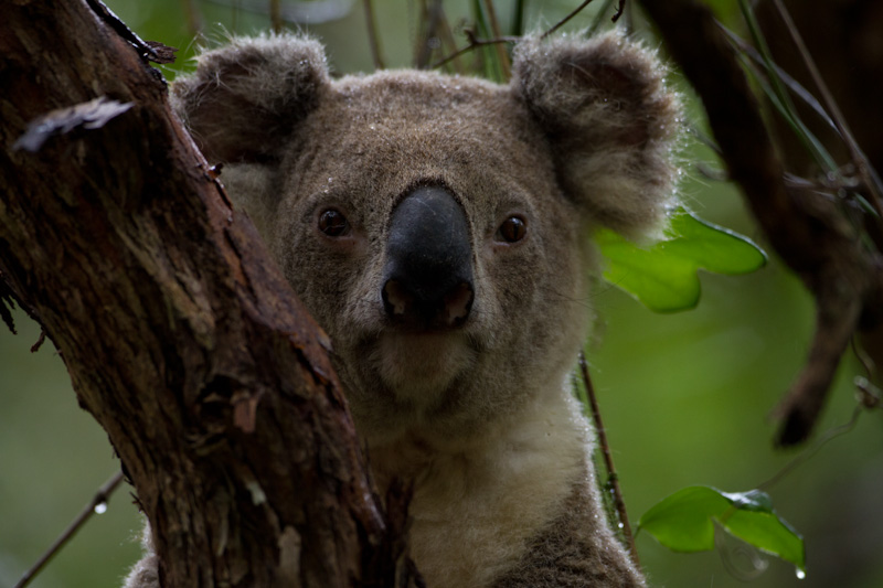 Koala