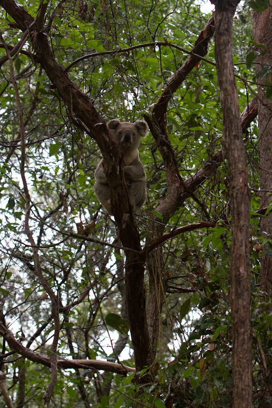 Koala