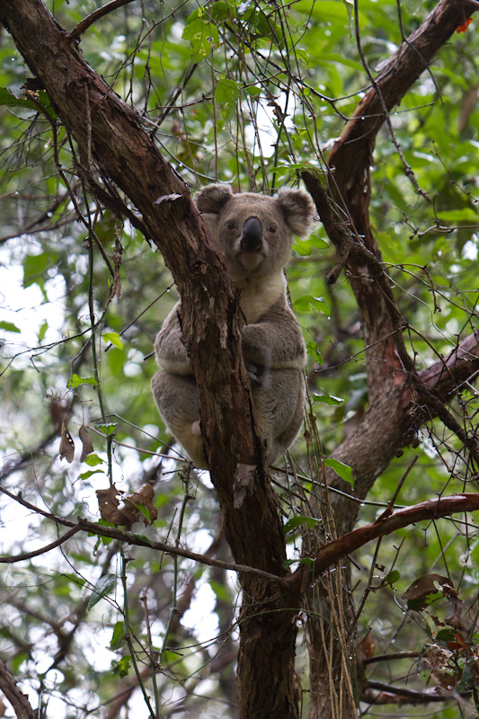 Koala