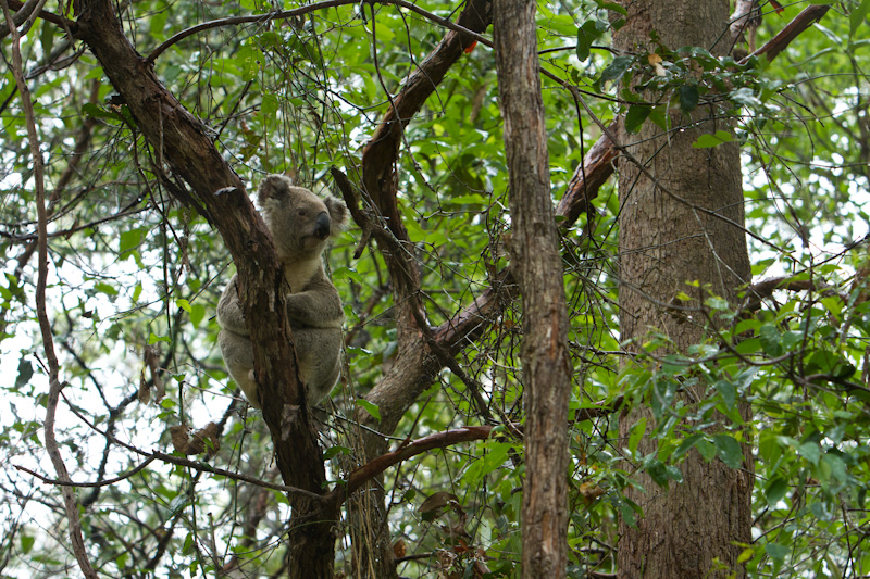 Koala