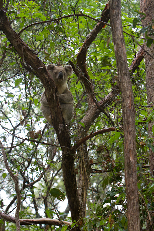 Koala