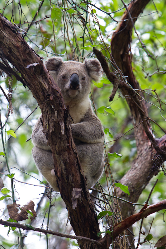 Koala