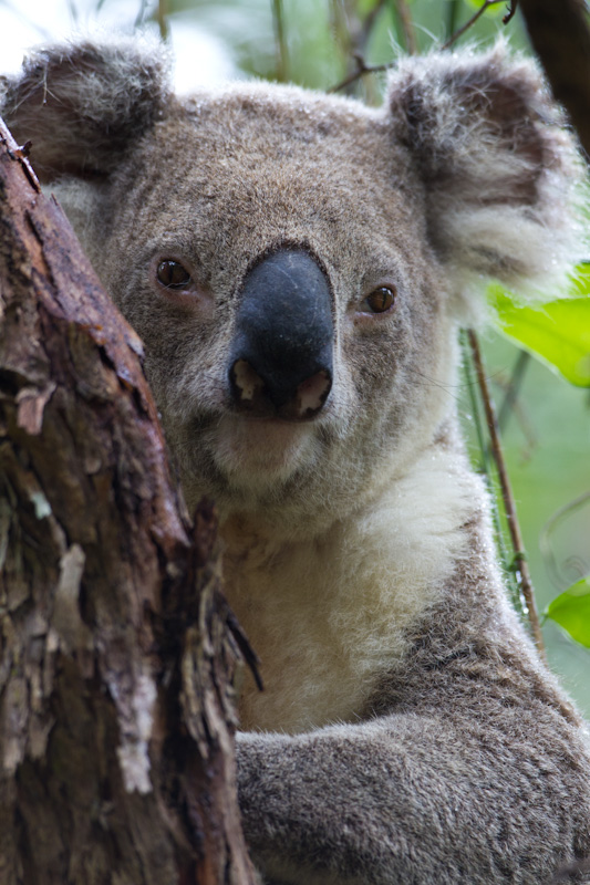 Koala