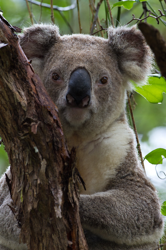 Koala