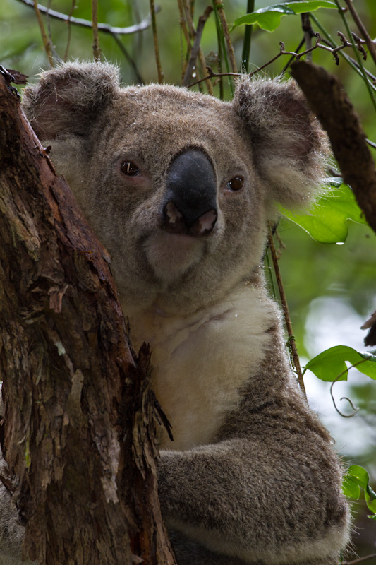 Koala