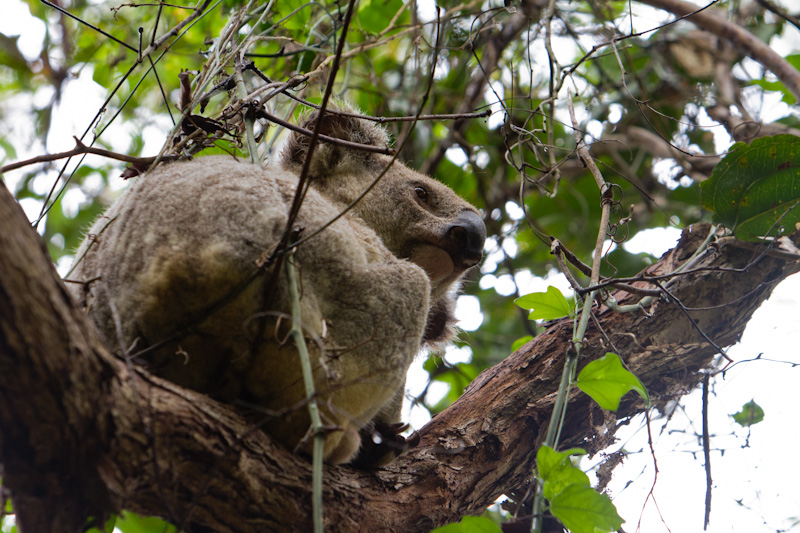 Koala