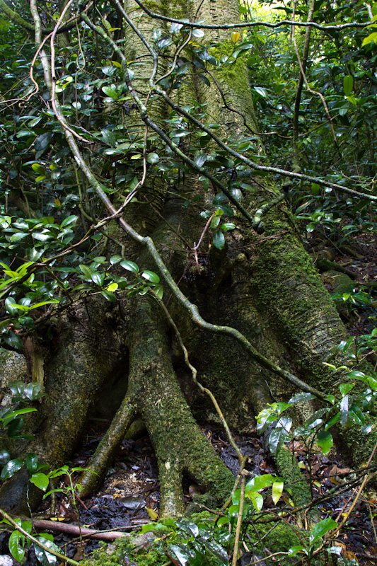 Epiphytes On Trunk