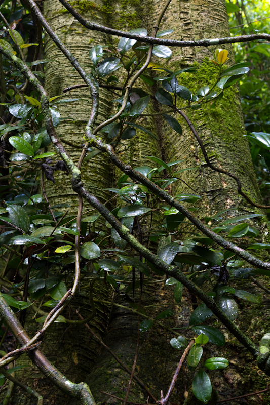 Epiphytes On Trunk