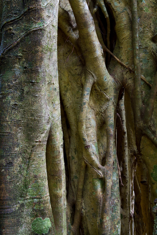 Strangler Figs