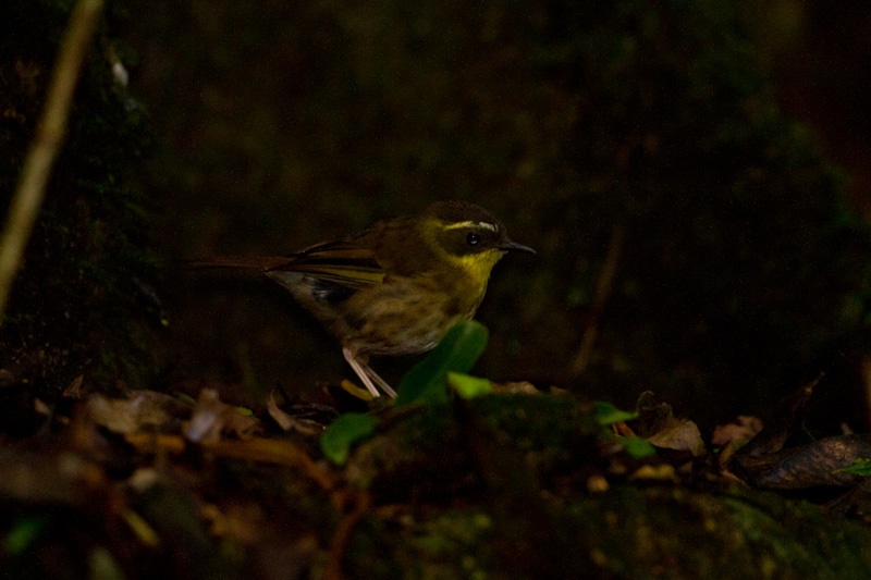 Yellow-Throated Scrubwren