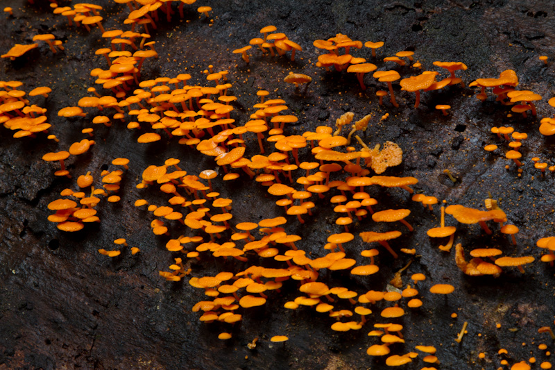 Mushrooms On Fallen Tree