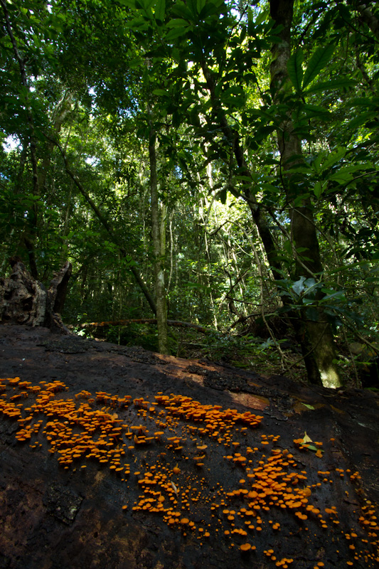 Mushrooms On Fallen Tree