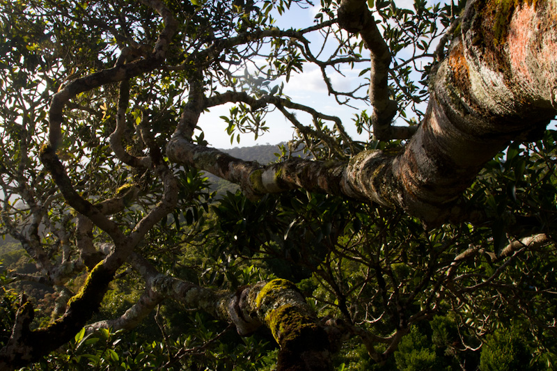 Rainforest Canopy