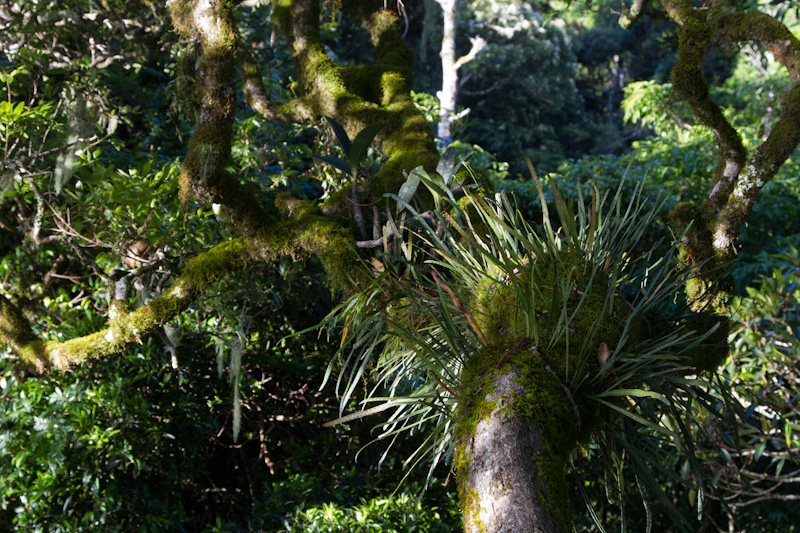 Epiphytes On Tree Branch