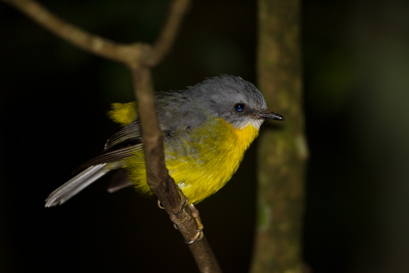 Yellow Robin